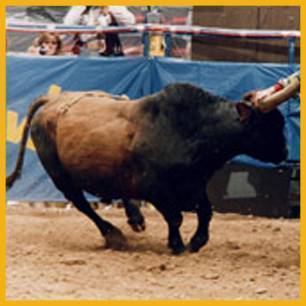 CrookedNose_ProRodeoHallOfFame_Inductee CrookedNose_ProRodeoHallOfFame_Inductee