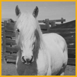 GreyWolf_ProRodeoHallOfFame_Inductee GreyWolf_ProRodeoHallOfFame_Inductee