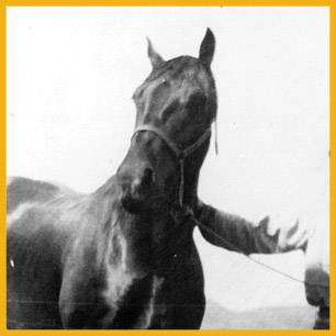 Midnight_ProRodeoHallOfFame_Inductee Midnight_ProRodeoHallOfFame_Inductee
