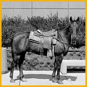 Peanuts_ProRodeoHallOfFame_Inductee Peanuts_ProRodeoHallOfFame_Inductee
